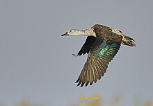 Knob-billed Duck, Chilika, Odisha, India.jpg