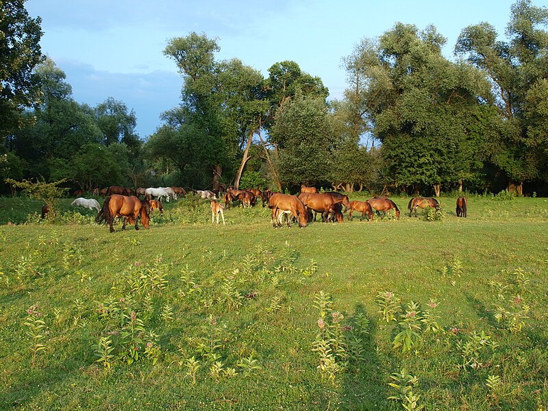 Lonjsko Polje