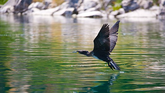 Cormorant during take-off from Lake Prespa near the island of Golem Grad, Macedonia