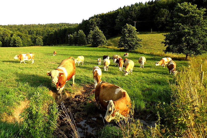 File:Kuhweide - panoramio.jpg