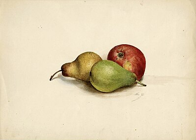 Une pomme et deux poires, novembre 1880 (aquarelle sur papier en couleurs ; Inv. musée de la Vie wallonne no MVW-2299452 ; 30 × 42 cm), Liège, musée de la Vie wallonne.