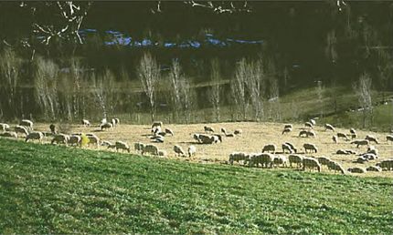 Esterri de Cardós (Pallars Sobirà), 10 de març de 2003