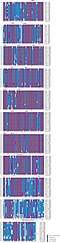 The multiple sequence alignment shows the highly conserved regions of the LRRN3 protein. LRRN3 Multiple Sequence Alignment.jpg