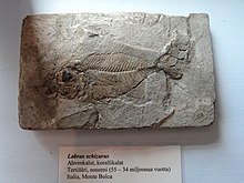 Labrax schizurus from the Eocene of Italy Labrax schizurus - Fossils in the Arppeanum - DSC05531.JPG