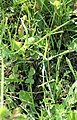 Lacerta agilis on the grass.JPG