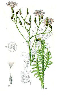 <i>Lactuca perennis</i> Species of lettuce