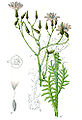 Lactuca perennis plate 47