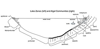 Cross sectional diagram of limnological lake zones (left) and algal community types (right) Lake zones (left) and algal communities (right).jpg