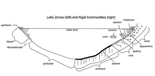 Cross sectional diagram of limnological lake zones (left) and algal community types (right) Lake zones (left) and algal communities (right).jpg