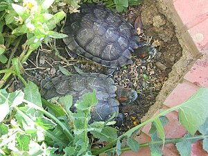 Red-Eared Slider