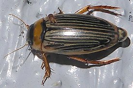 Lancetes lanceolatus