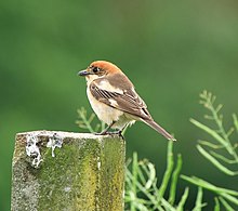 Woodchat shrike Lanius senator01.jpg