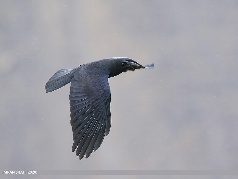 File:Large-billed Crow (Corvus macrorhynchos) (49953445033).jpg