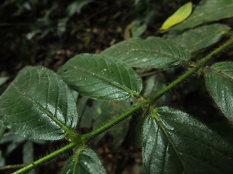 File:Lasianthus jackianus - leaf, interpetiolar stipule.JPG