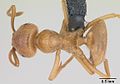 Lasius distinguendus casent0172737 dorsal 1. jpg