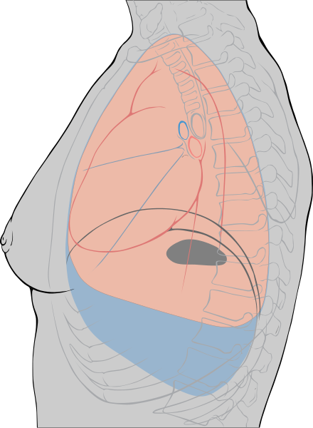 Chest landmarks