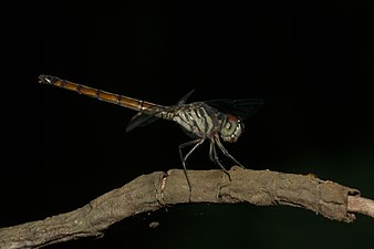 Asiatic Blood Tail Lathrecista asiatica female