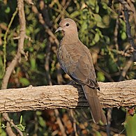 Laughing dove (Spilopelia senegalensis cambayensis) 2.jpg