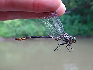 <i>Stylurus laurae</i> Species of dragonfly