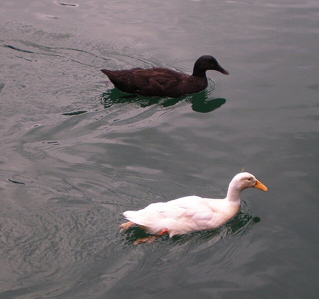 File:Laurelhurst Park, ducks.jpg