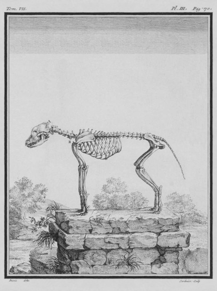 File:Le Loup, Squelette - Wolf, Skeleton - Gallica - ark 12148-btv1b2300254t-f5.png