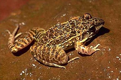 Leptodactylus fuscus est présent dans le nord-est et dans le Chaco argentin, au nord-est du Río Salado del Norte[20].