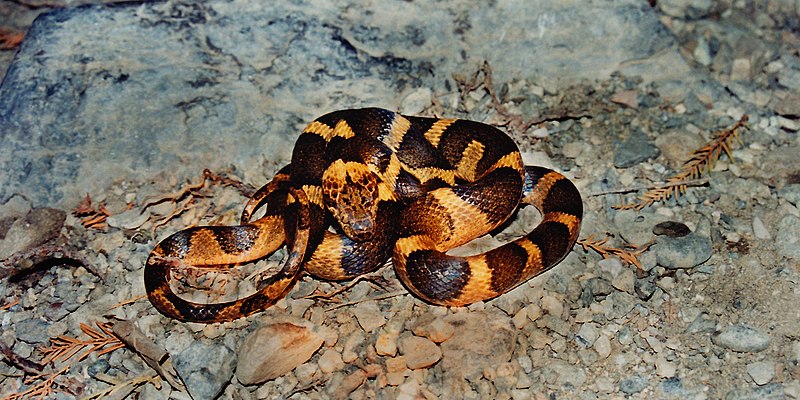 File:Leptodeira septentrionalis, Northern Cat-eyed Snake, Tamaulipas.jpg