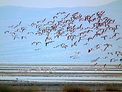 Фламингоси у лету над Језером Натрон