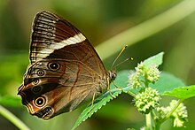 Lethe insana formosana female 20140914.jpg