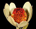 Leucadendron discolor 1DS-II 2-3829.jpg