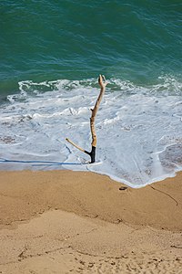 Dead tree Leucate Plage France