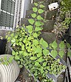 Leycesteria formosa London window box weed dentate foliage.jpg