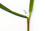 Vignette pour Ligule (graminoïdes)