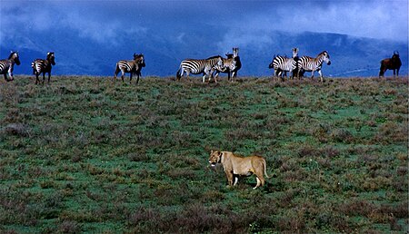 Tập_tin:Lioness_zebras_and_wildbeast_in_Ngorongoro_Crater.jpg