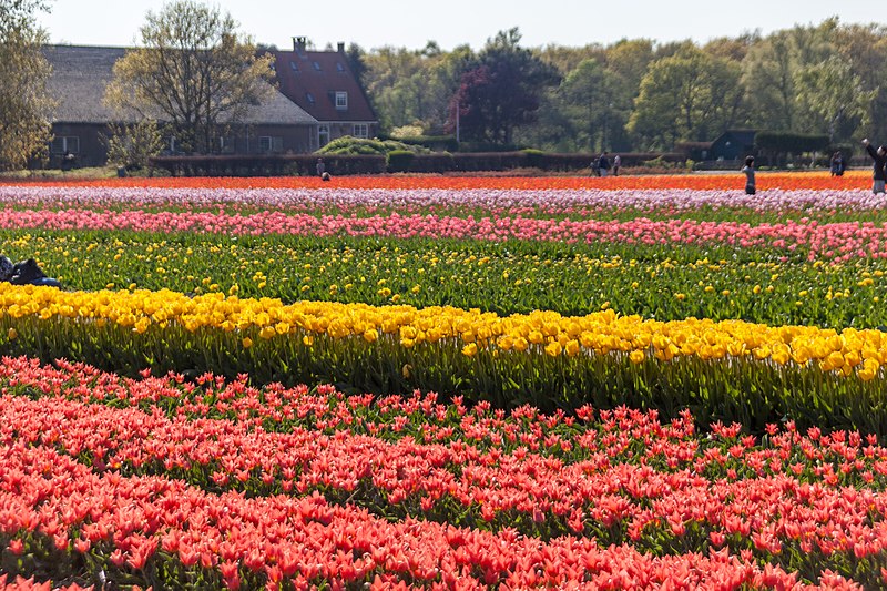 File:Lisse, Netherlands - panoramio (44).jpg