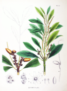 Ilustração de Lithocarpus glaber.