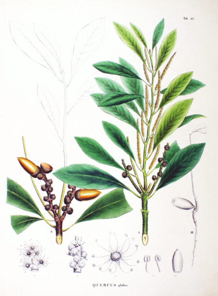 Tập_tin:Lithocarpus_glaber_SZ89.png