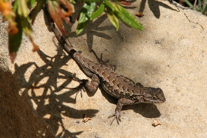 File:Lizard - panoramio - Vadim Manuylov.jpg