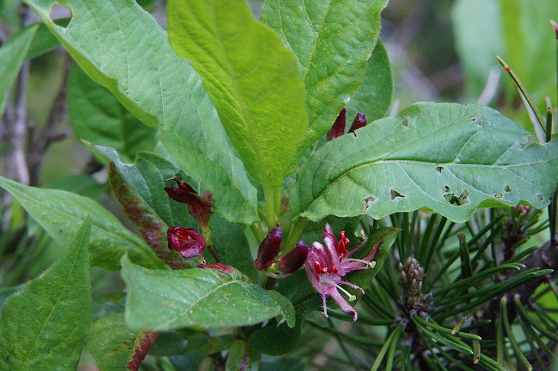 File:Lonicera alpigena PID1785-1.jpg