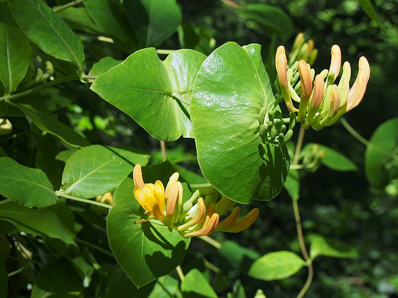 File:Lonicera x tellmanniana Wiciokrzew Tellmanna 2019-05-24 01.jpg