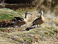 Thumbnail for Andean crested duck