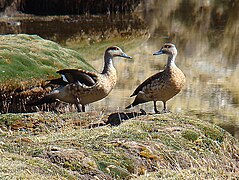 Canards huppés