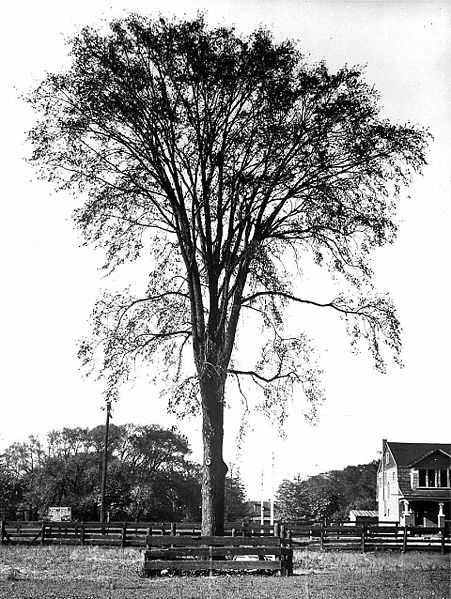 U. americana, Toronto, c. 1914