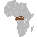 Sadece Afrika Orman Filinin yaklaşık yaşam alanı