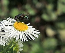 Lucilia sericata ou Lucilie soyeuse