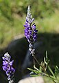 Inyo meadow lupine (Lupinus pratensis) flowerhead
