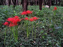Lycoris radiata Higanbana in a woods.jpg