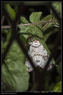 <i>Lymantria mathura</i> Species of moth