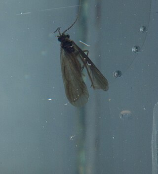 <i>Lype</i> Genus of caddisflies