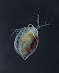 Thumbnail for Ceriodaphnia